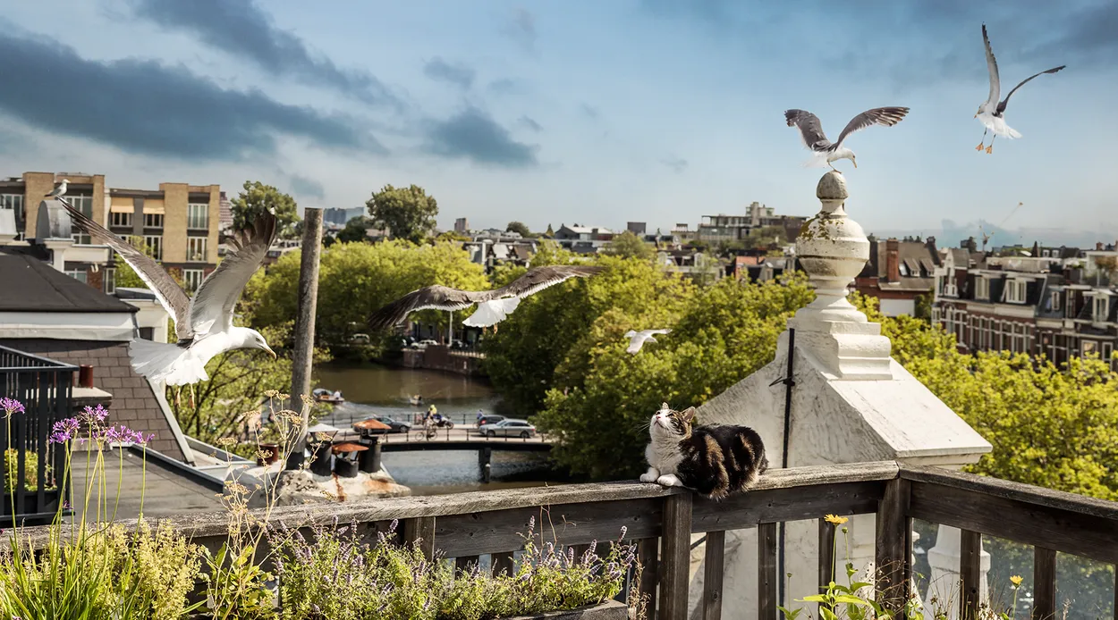 De Wilde Stad | Documentaire - BNNVARA