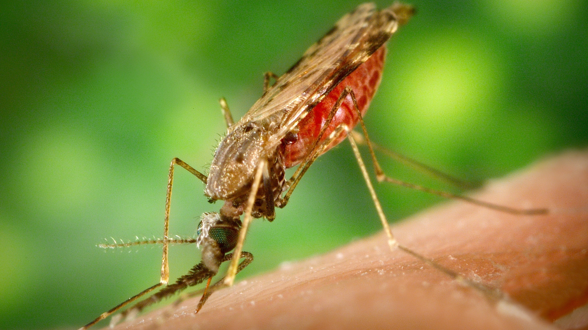 malaria1