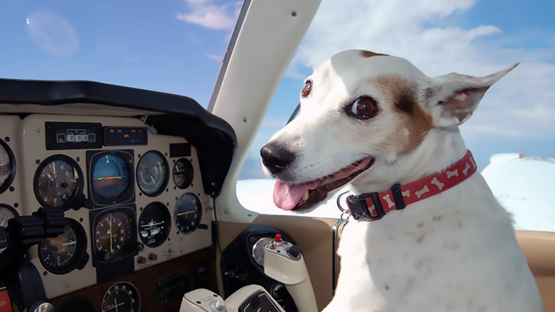 hond in vliegtuig
