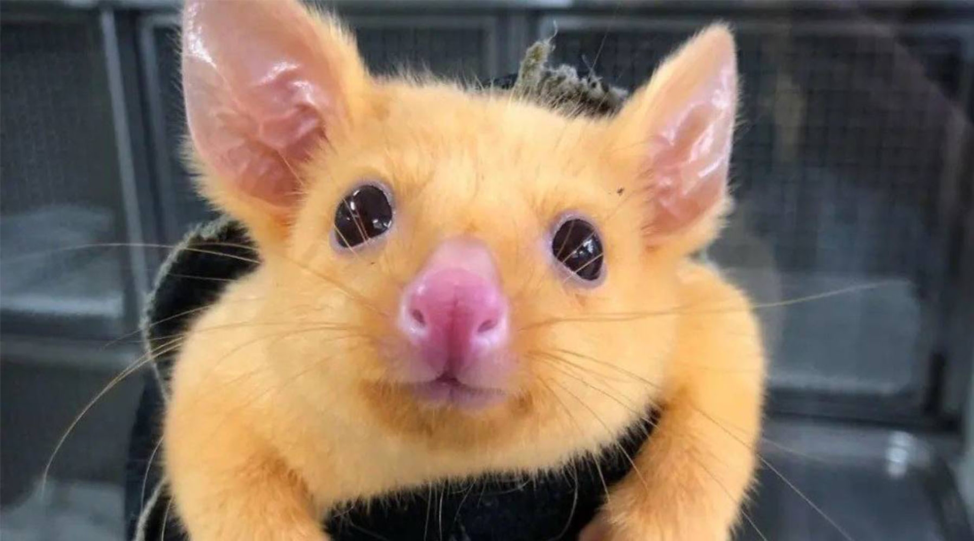 Afbeelding van Real-life Pikachu gered in Australië