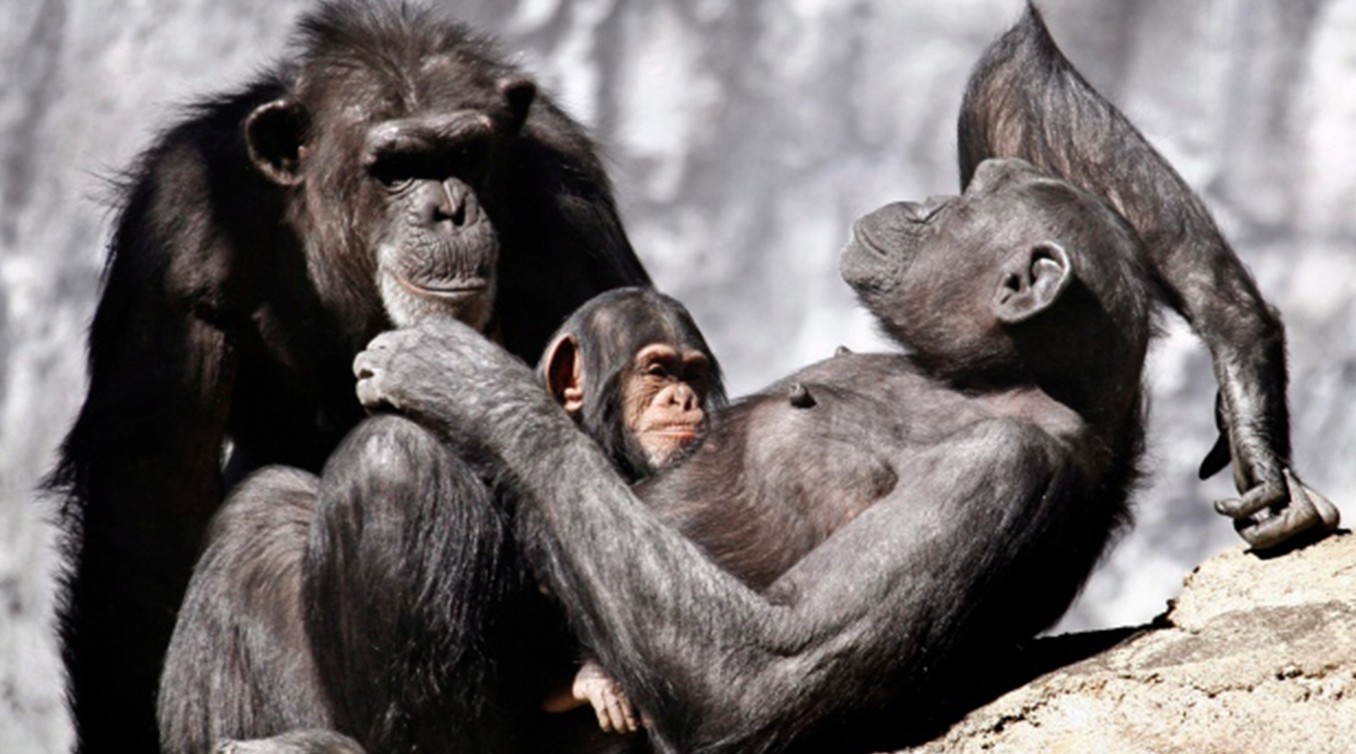 Afbeelding van Apen ontsnappen uit de Belfast Zoo