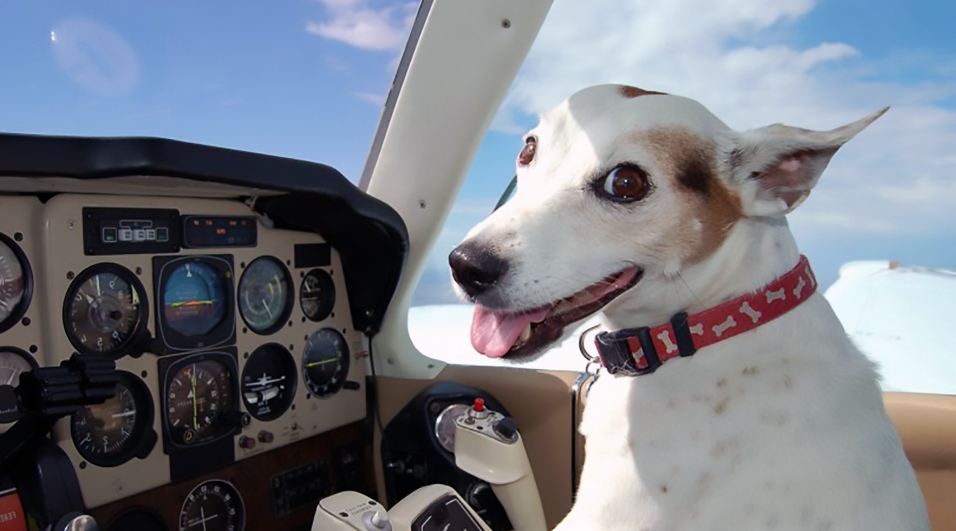 Afbeelding van Hond veroorzaakt noodlanding vliegtuig