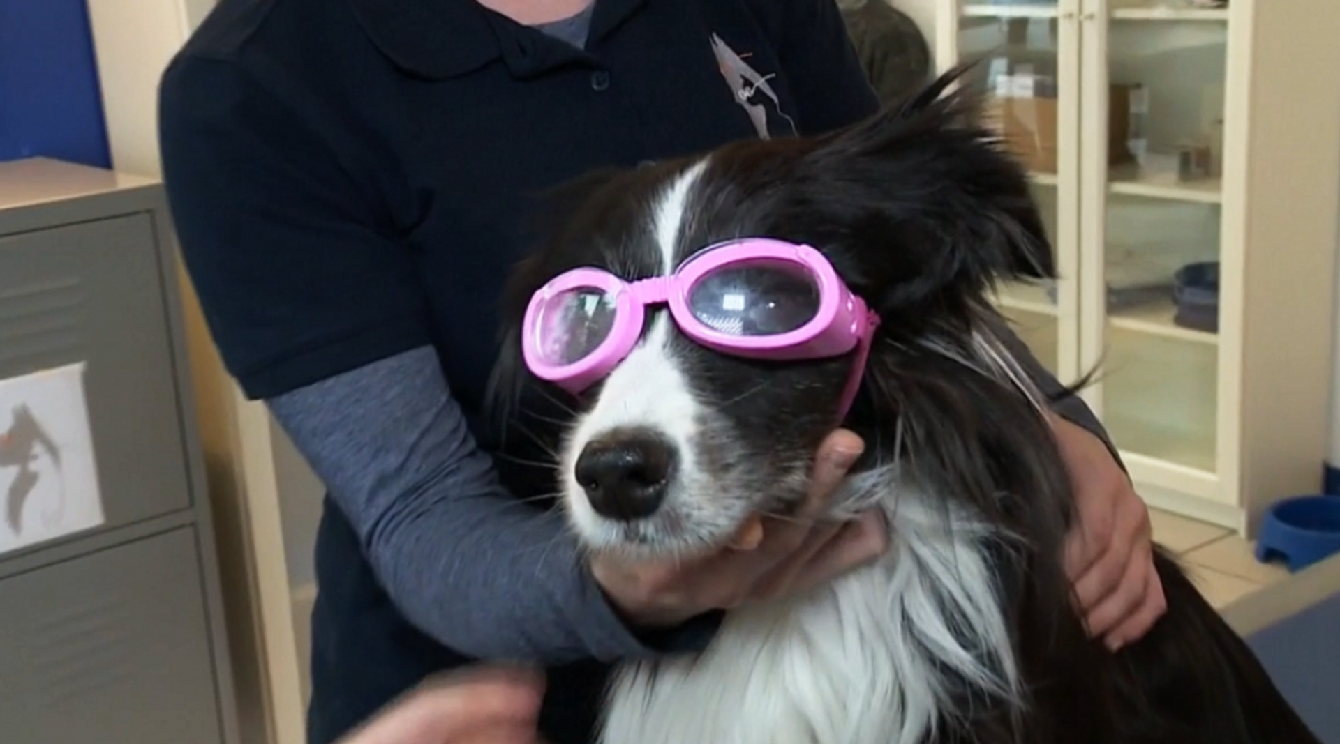 Afbeelding van Speciale bril voor bijziende honden