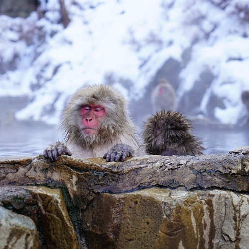 In het Japanse Jigokudani baden sneeuwapen dagelijks in een hot spring
