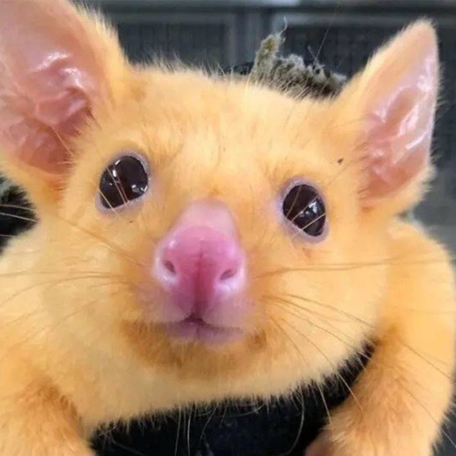 Real-life Pikachu gered in Australië