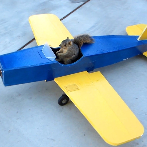 Afbeelding van Vrouw met eekhoorn-vriend verwijderd uit vliegtuig
