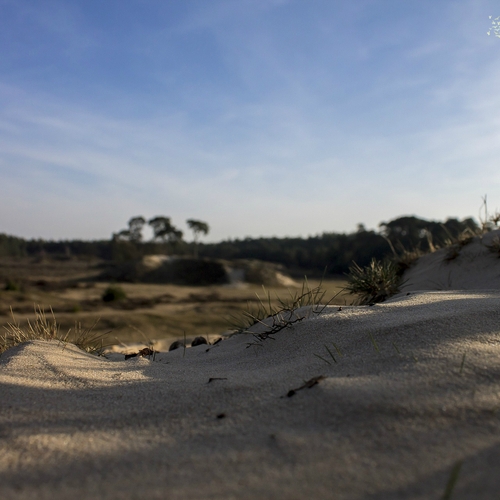 5000 Soorten-jaar in het Nationaal Park Hollandse Duinen | Vroege Vogels