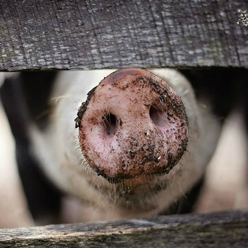 Acht miljoen varkens krijgen schonere lucht