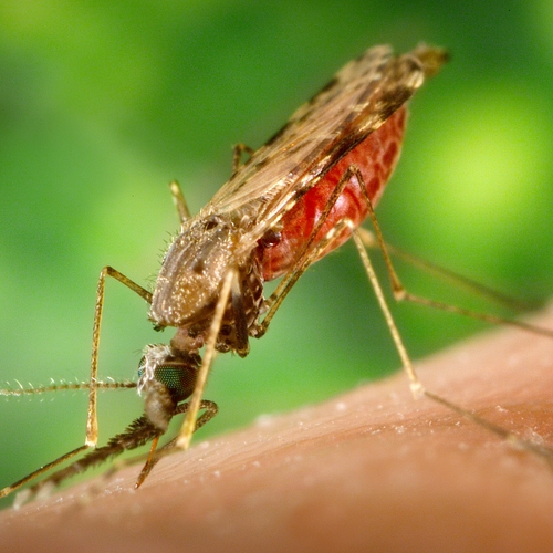 Eindelijk is er een medicijn tegen malaria dat werkt