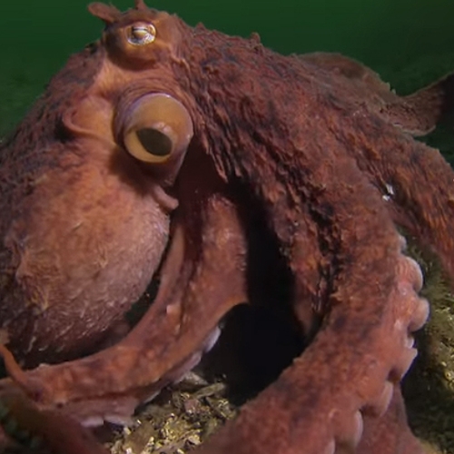 Zijn octopussen buitenaardse wezens? Een groep wetenschappers denkt van wel