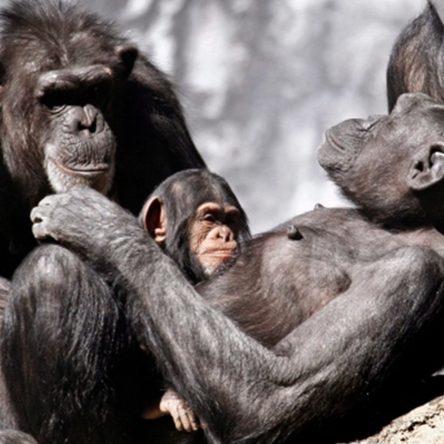Apen ontsnappen uit de Belfast Zoo