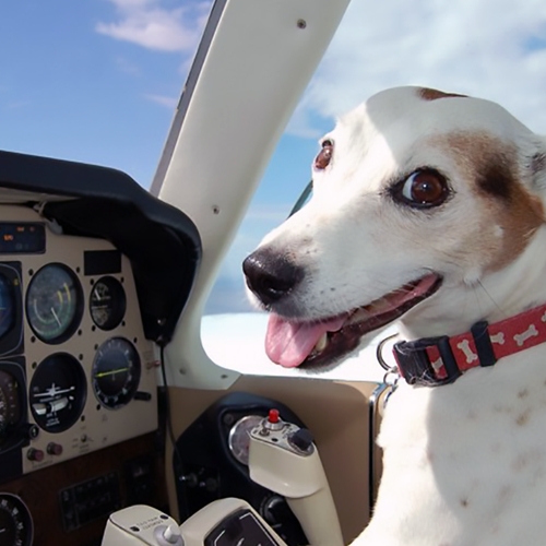 Hond veroorzaakt noodlanding vliegtuig