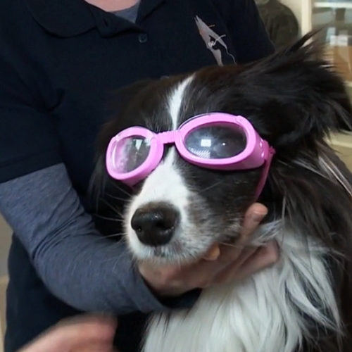 Speciale bril voor bijziende honden